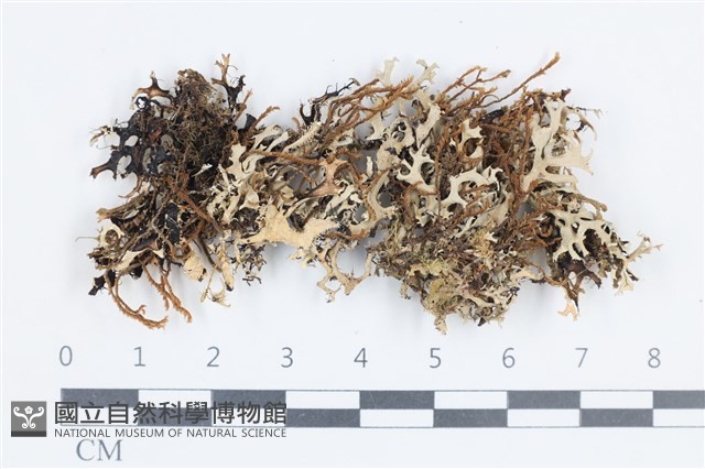 登錄號:L00004511藏品圖，第1張