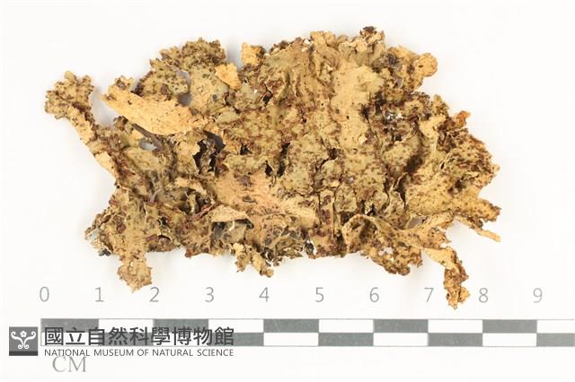 登錄號:L00002411藏品圖，第1張