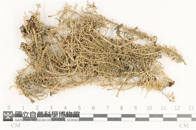 登錄號:L00000411藏品圖，第1張