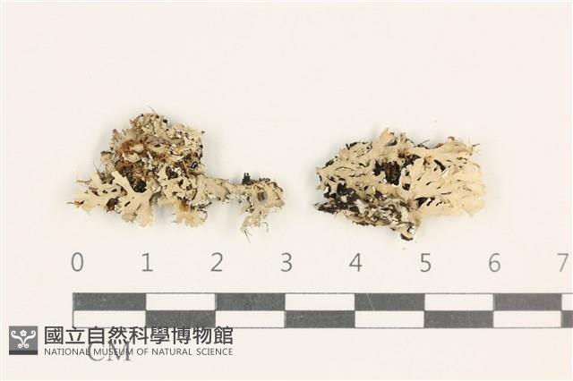 登錄號:L00001641藏品圖，第1張