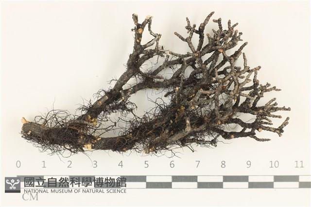 登錄號:L00005441藏品圖，第1張