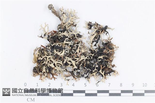 登錄號:L00003341藏品圖，第1張
