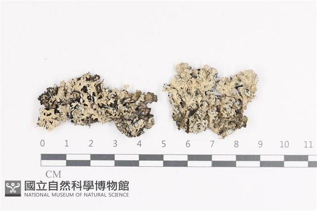 登錄號:L00002621藏品圖，第1張