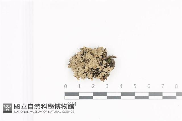 小葉雪花衣藏品圖，第1張