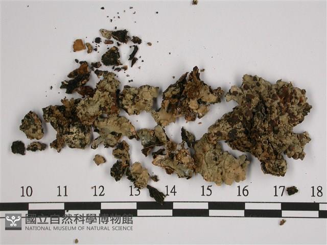 無酸兜衣藏品圖，第1張