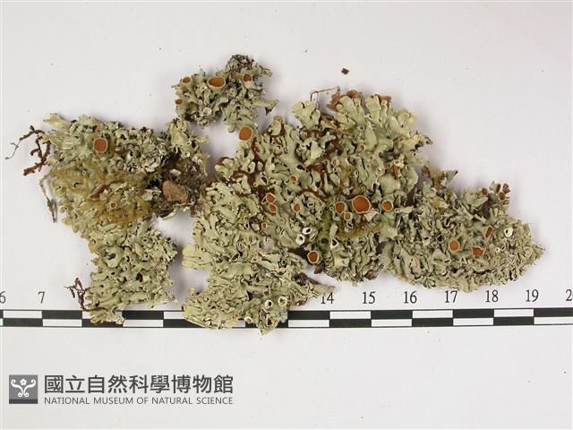 登錄號:L00002521藏品圖，第1張