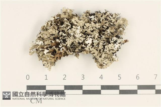 登錄號:L00003721藏品圖，第1張