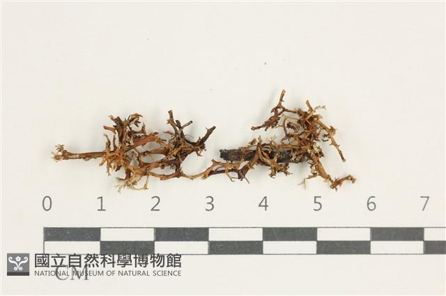 登錄號:L00000571藏品圖，第1張