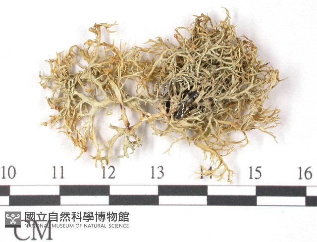 登錄號:L00001571藏品圖，第1張