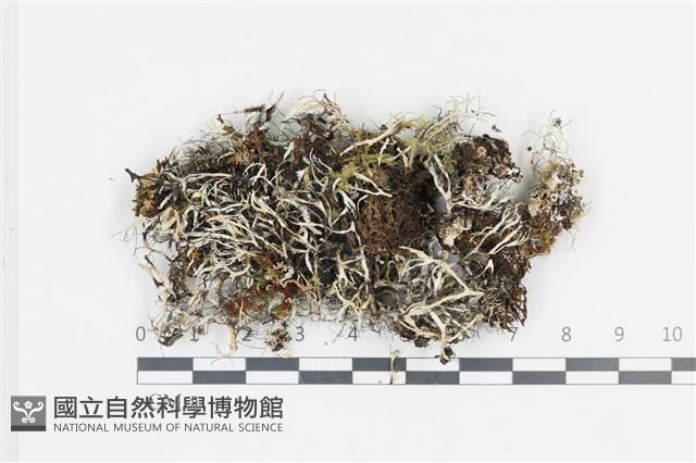 登錄號:L00004571藏品圖，第1張