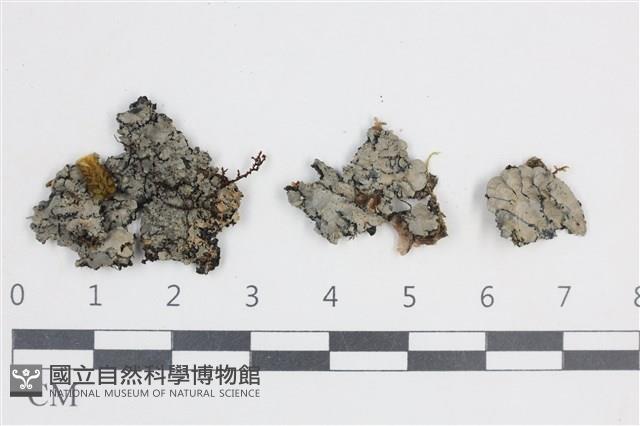 環紋瓦衣藏品圖，第1張
