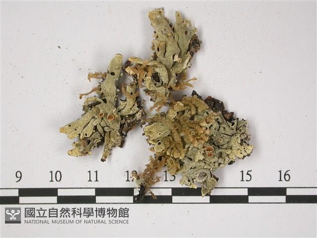 登錄號:L00002371藏品圖，第1張