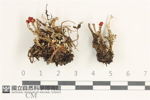 登錄號:L00001371藏品圖，第1張