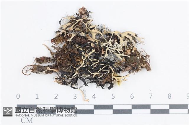 登錄號:L00003371藏品圖，第1張