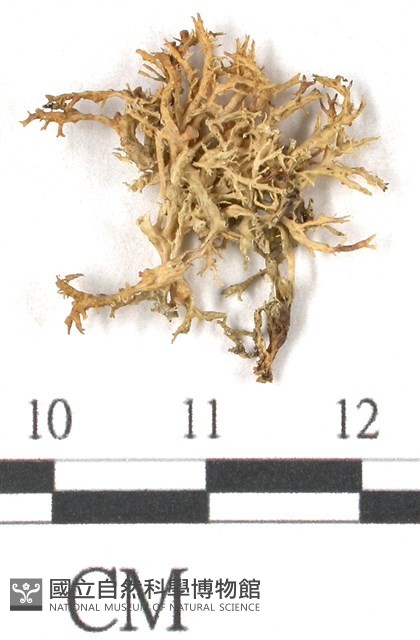 登錄號:L00002651藏品圖，第1張