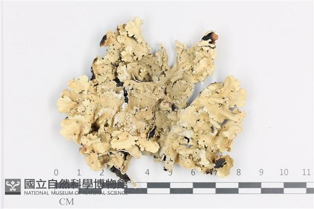 登錄號:L00003651藏品圖，第1張