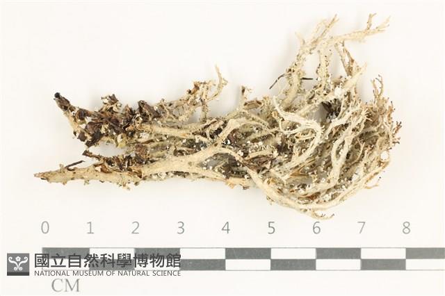登錄號:L00000551藏品圖，第1張
