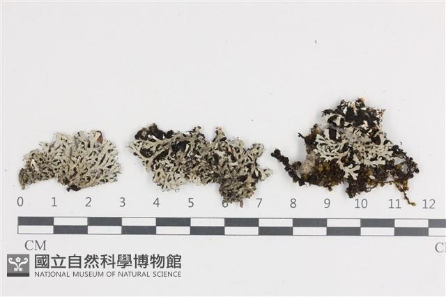 Accession Number:L00002451 Collection Image, Figure 1, Total 2 Figures