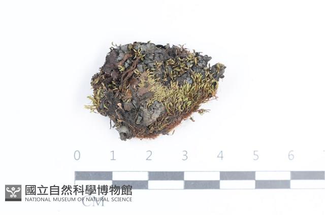 環紋瓦衣藏品圖，第1張