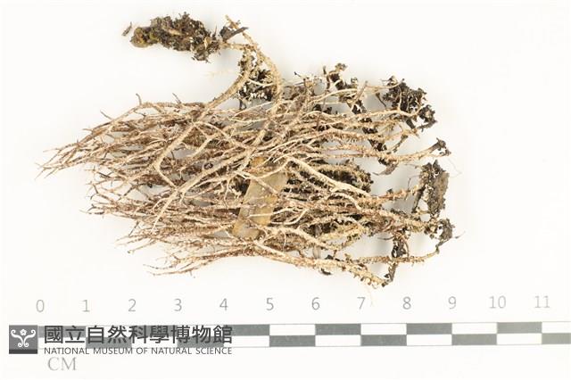 粗皮石蕊藏品圖，第1張