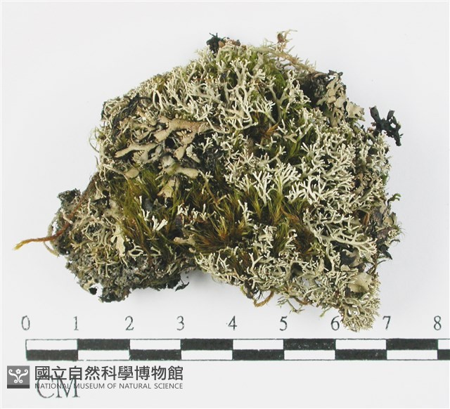 登錄號:L00001351藏品圖，第1張