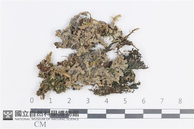 登錄號:L00002751藏品圖，第1張