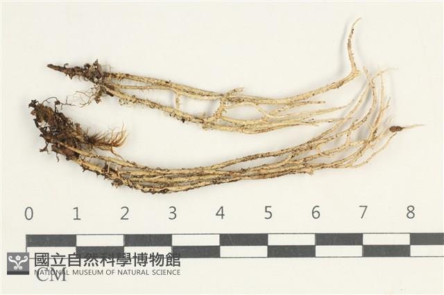 粗皮石蕊藏品圖，第1張