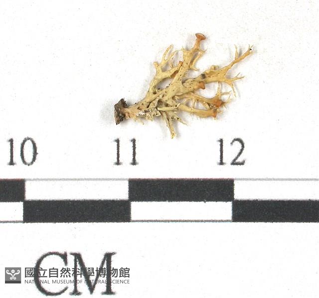 登錄號:L00000391藏品圖，第1張