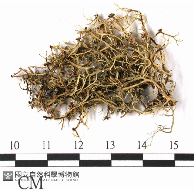 登錄號:L00000791藏品圖，第1張