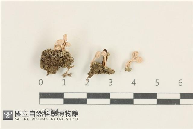 登錄號:L00003791藏品圖，第1張
