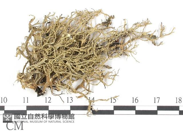 登錄號:L00002631藏品圖，第1張