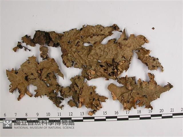 中國兜衣藏品圖，第1張