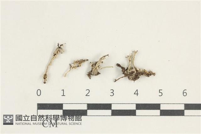 登錄號:L00000331藏品圖，第1張