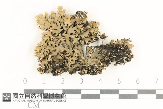 登錄號:L00003731藏品圖，第1張