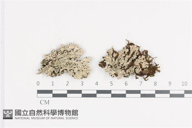 登錄號:L00001680藏品圖，第1張
