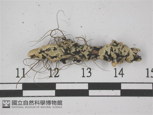 登錄號:L00001380藏品圖，第1張