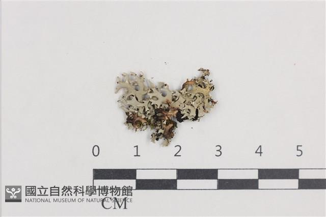 登錄號:L00003600藏品圖，第1張