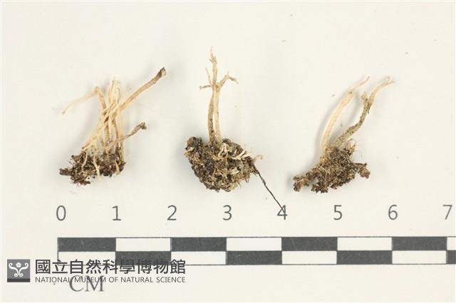 登錄號:L00000400藏品圖，第1張