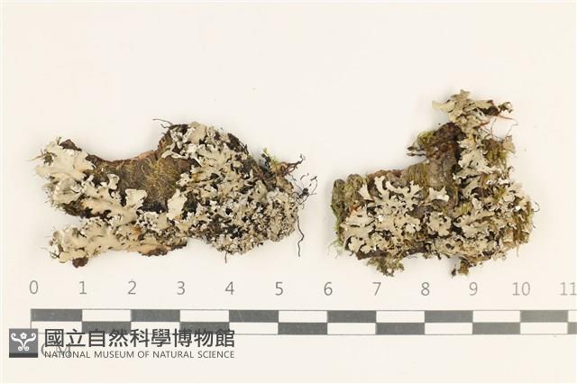 登錄號:L00003700藏品圖，第1張