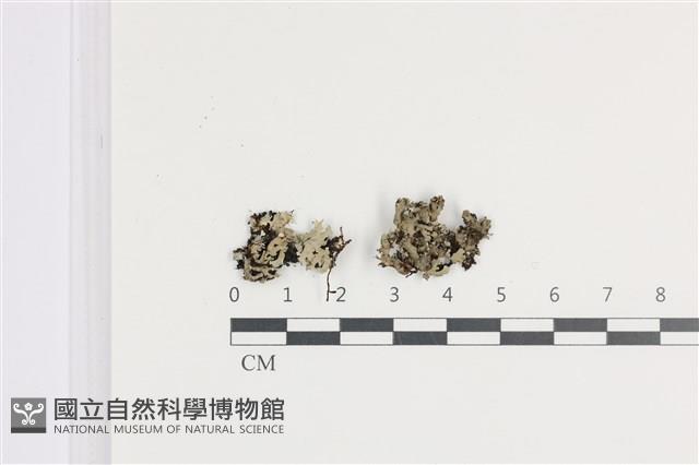 登錄號:L00002460藏品圖，第1張