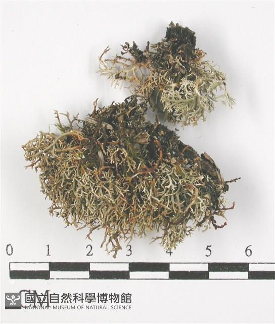 登錄號:L00001360藏品圖，第1張