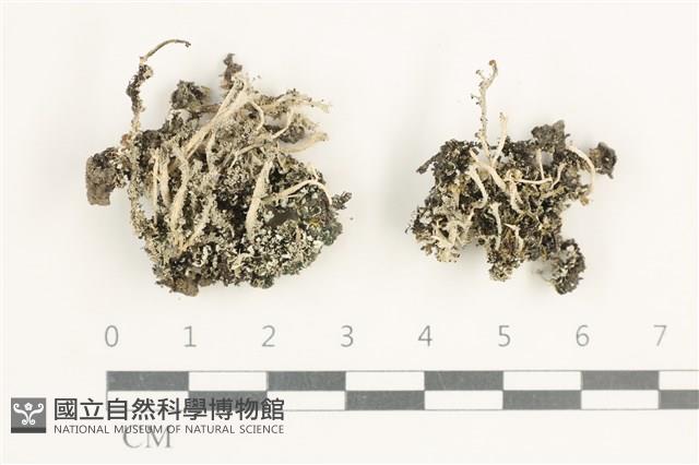 登錄號:L00000510藏品圖，第1張