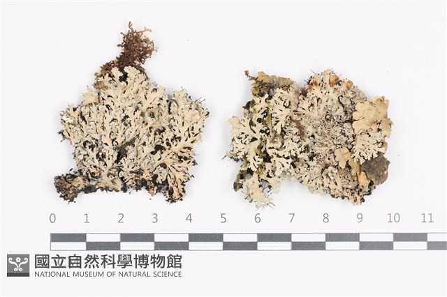 登錄號:L00002310藏品圖，第1張