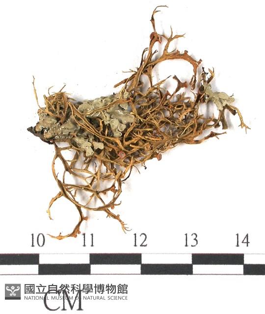 登錄號:L00000710藏品圖，第1張