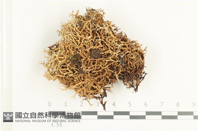 登錄號:L00001640藏品圖，第1張