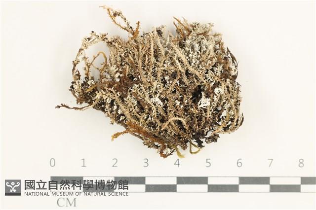 登錄號:L00000540藏品圖，第1張