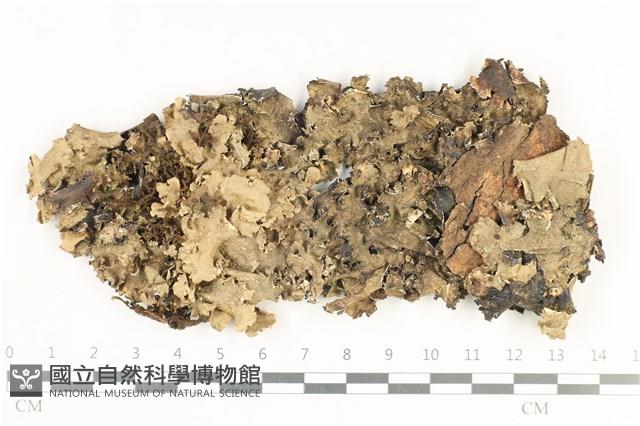 登錄號:L00002440藏品圖，第1張