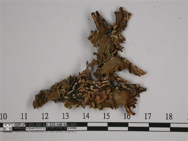 針芽兜衣藏品圖，第1張