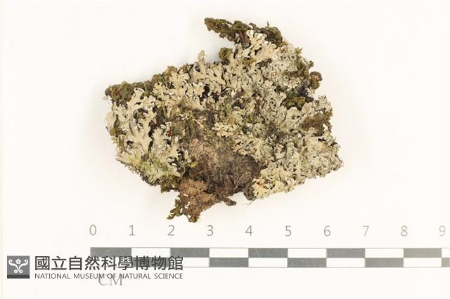 登錄號:L00003220藏品圖，第1張
