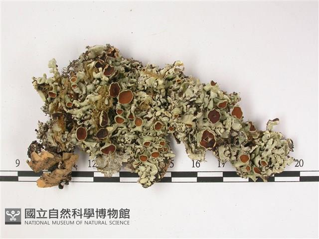 登錄號:L00002520藏品圖，第1張